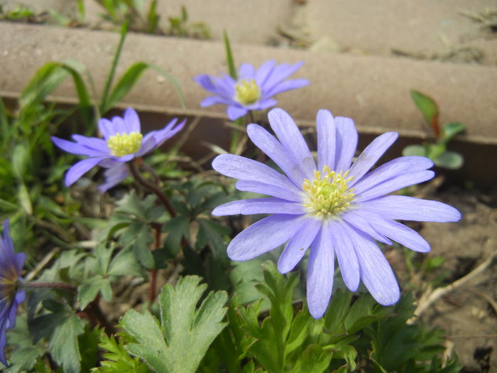 Anemone Blue Shades (2015, April 15) - Anemone Blue Shades