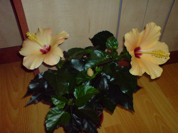 DSC00146 - Hibiscus 2015-2022