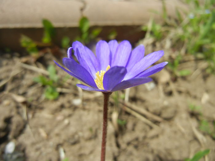 Anemone Blue Shades (2015, April 15) - Anemone Blue Shades