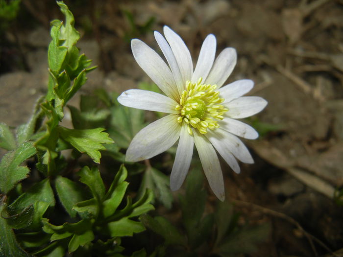 Anemone White Splendour (2015, Apr.15) - Anemone White Splendour