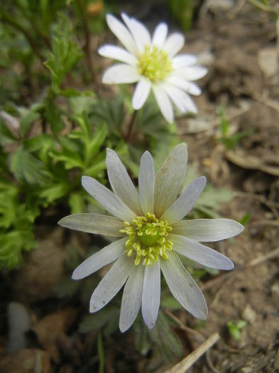 Anemone White Splendour (2015, Apr.15)