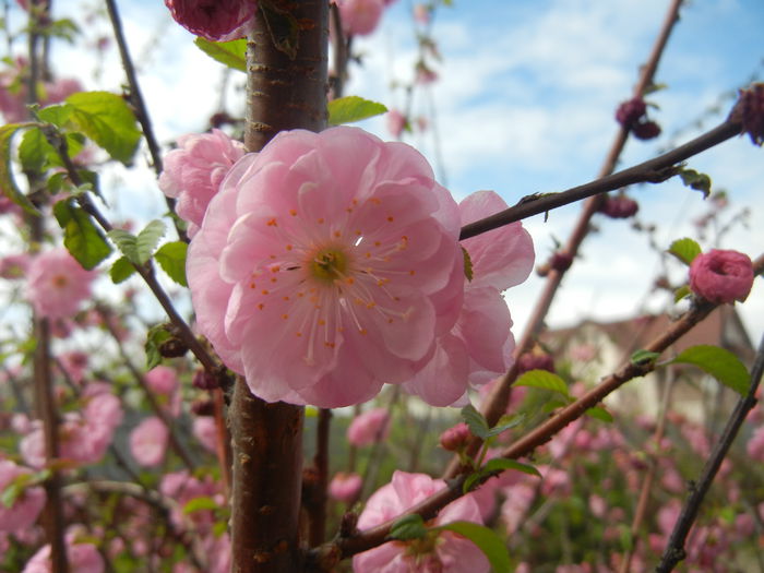 Prunus triloba (2015, April 15) Prunus triloba (2015, April 15)
