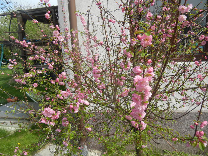 Prunus triloba (2015, April 15) Prunus triloba (2015, April 15)