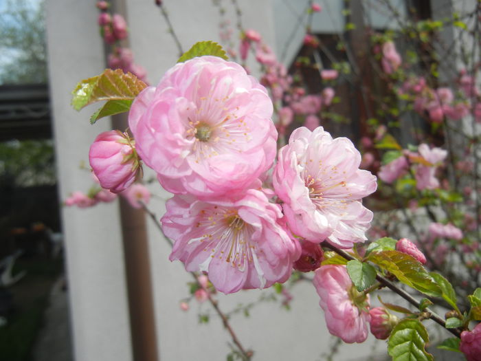 Prunus triloba (2015, April 15) Prunus triloba (2015, April 15)