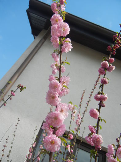 Prunus triloba (2015, April 15) Prunus triloba (2015, April 15)