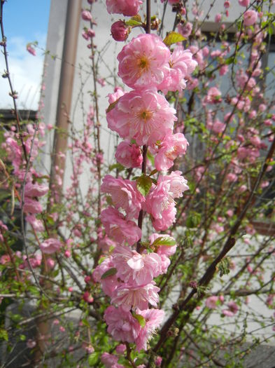 Prunus triloba (2015, April 15) Prunus triloba (2015, April 15)