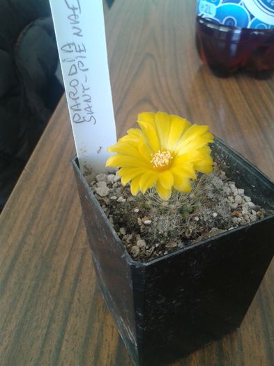 20150416_155315 - Cactusi 2015