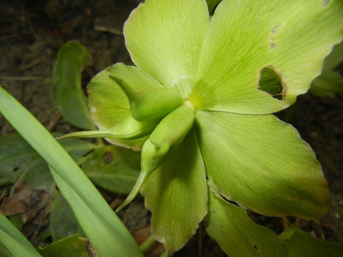 Helleborus Niger, seeds (2015, April 15) - HELLEBORUS Niger