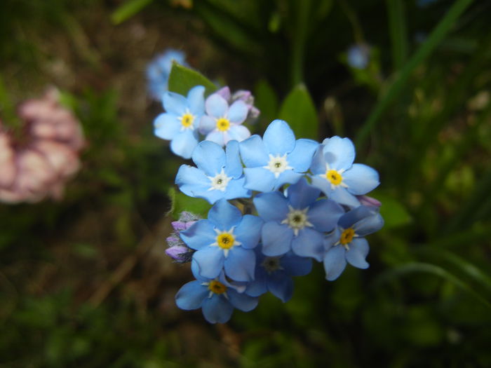 Myosotis alpestris (2015, April 15) - MYOSOTIS Alpestris