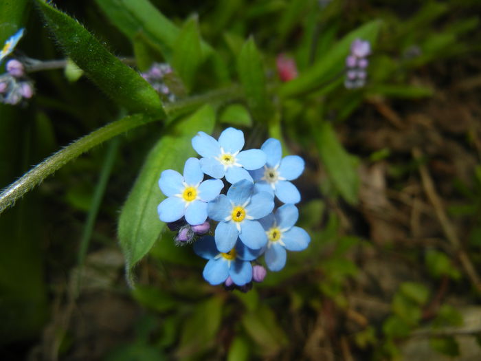 Myosotis alpestris (2015, April 15) - MYOSOTIS Alpestris