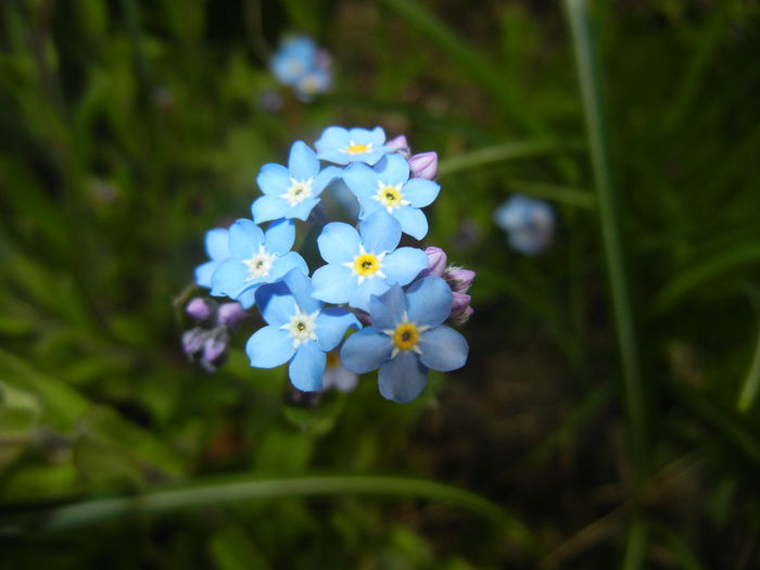 Myosotis alpestris (2015, April 15) - MYOSOTIS Alpestris
