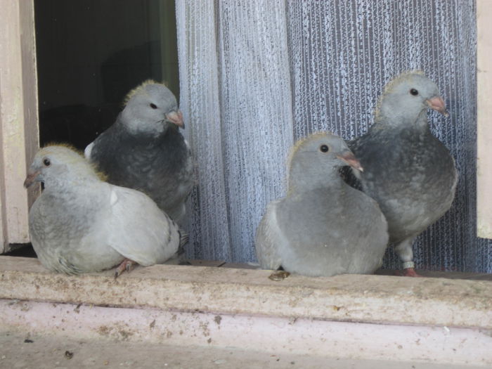 pui din lato si savonna si pavarotti si rabonna