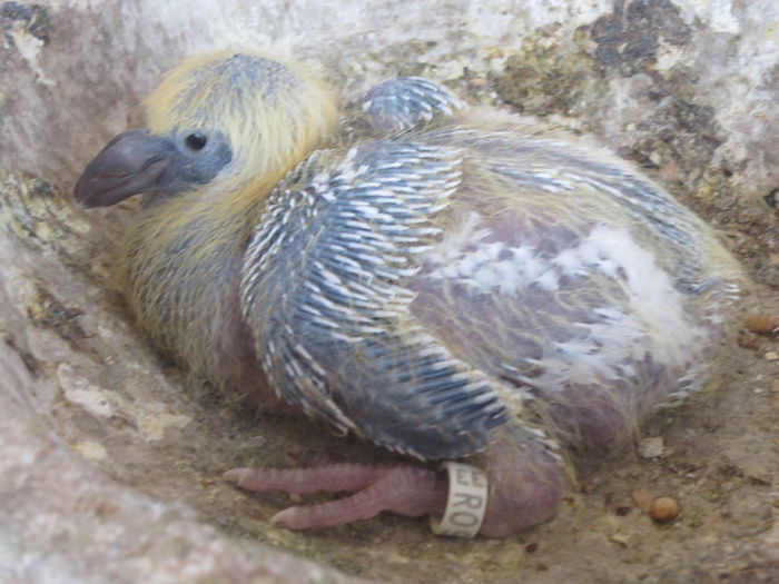 din kristal si sasha seria 1