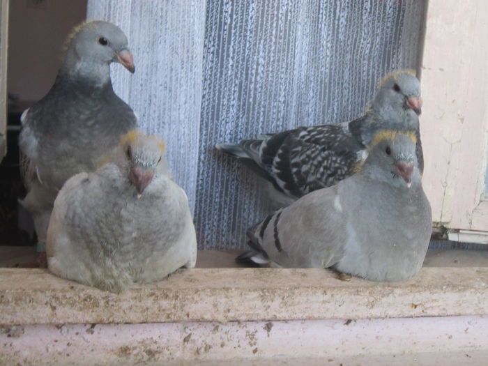 seria 2; acum intarcam!!!
