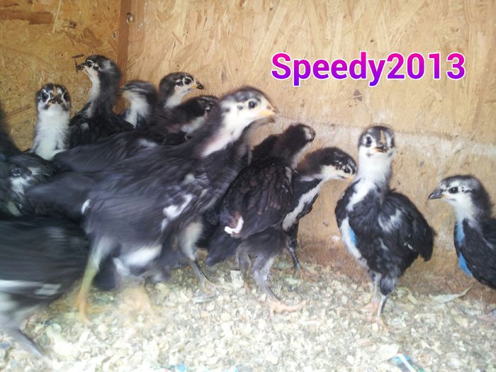 20150420_ seria 1- 2015 - Pui Australorp negru  2015 - Seria 1