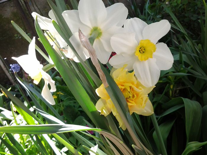 20150416_142821 - aprilie  2015