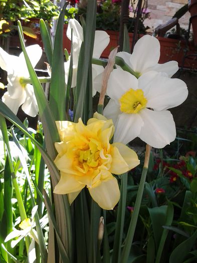 20150416_142838 - aprilie  2015