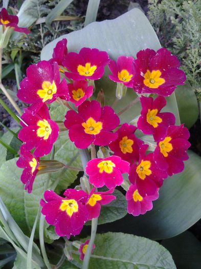 20150416_143009 - aprilie  2015