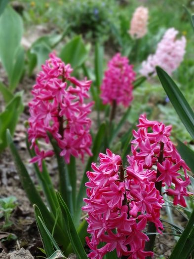 16.04.2015 ultimile zambile