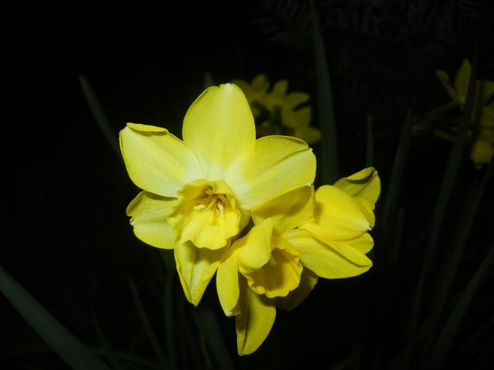 Narcissus Pipit (2015, April 12)