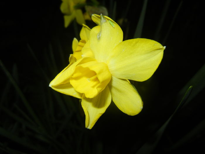 Narcissus Pipit (2015, April 12)