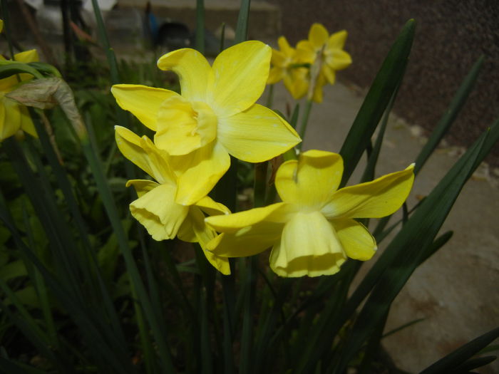 Narcissus Pipit (2015, April 14)