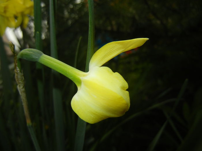 Narcissus Pipit (2015, April 14)