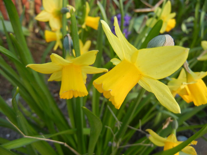 Narcissus Tete-a-Tete (2015, April 11)