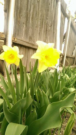 11158189_852743611464174_1870720827_n - Primavara 2014-2018