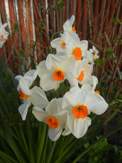 Narcissus Geranium (2015, April 11) - Narcissus Geranium
