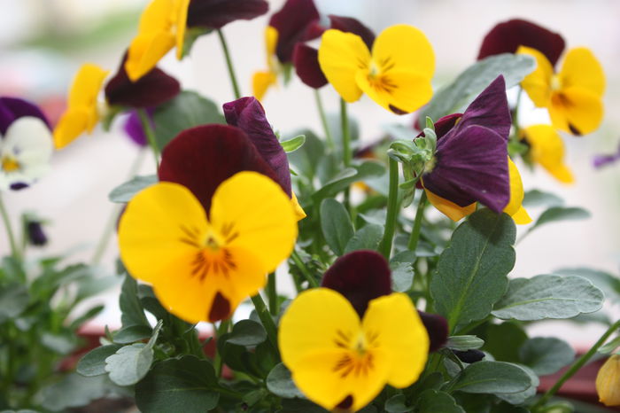 IMG_4586 - 2015primavara