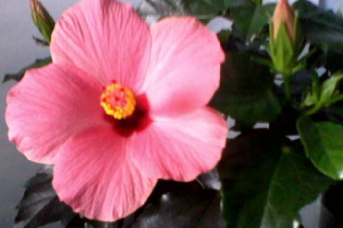 Hibiscus Cairo Rosa - FLORI -2015-2016