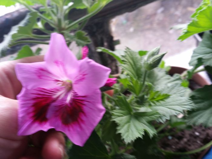 20150420_175114 - muscate