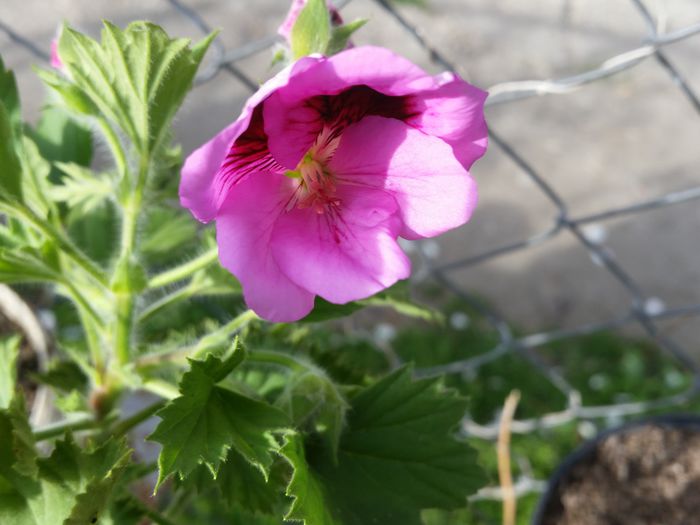 20150420_174000 - muscate