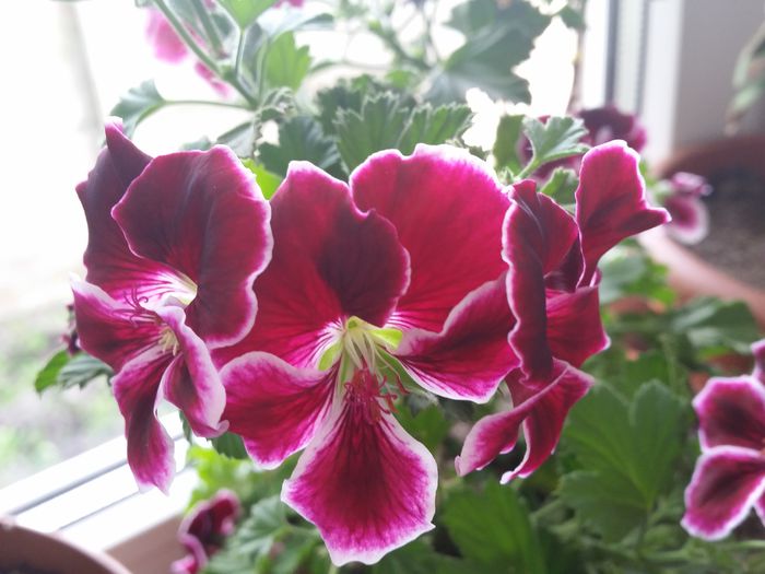 20150420_173627 - muscate