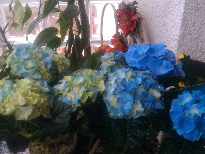 Hortensia albastru - 2015 Primavara in gradina mea