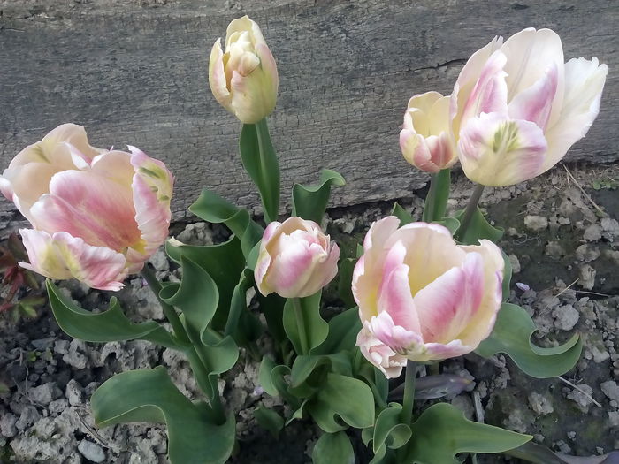  - 2015 Flori in  gradina