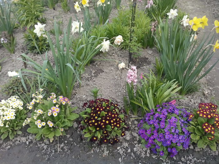  - 2015 Flori in  gradina