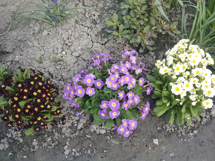  - 2015 Flori in  gradina