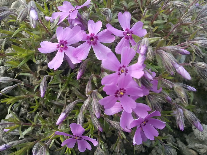 Phlox Sabulata - 2015 Flori in  gradina