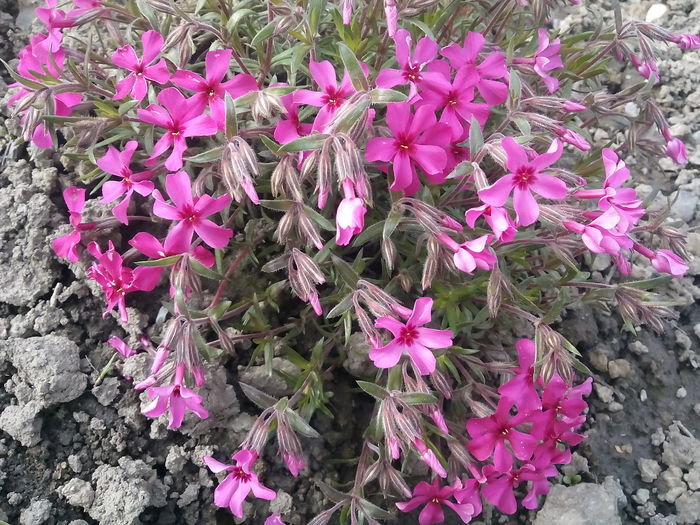 Phlox Sabulata - 2015 Flori in  gradina