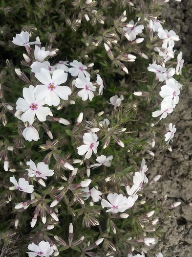 Phlox Sabulata - 2015 Flori in  gradina
