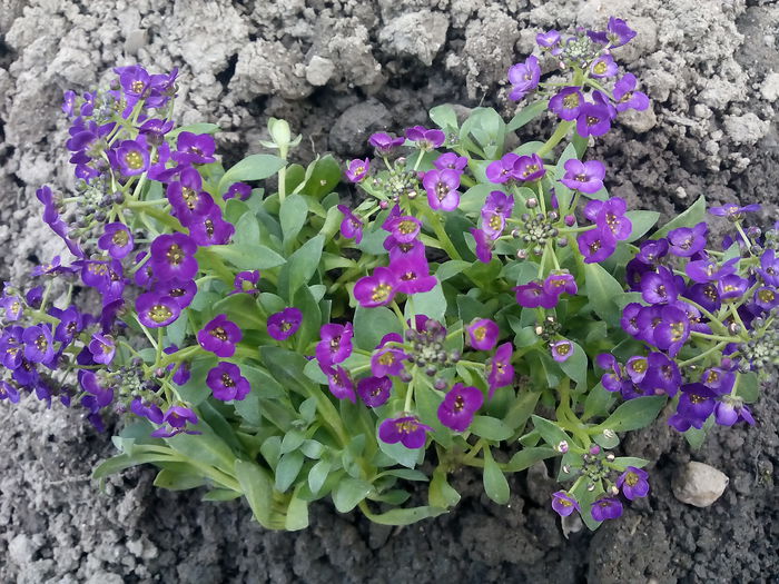Alyssum - 2015 Flori in  gradina