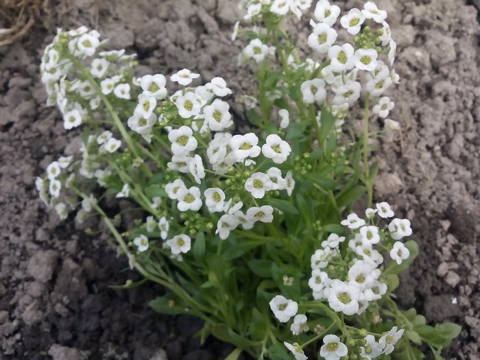 Alyssum - 2015 Flori in  gradina