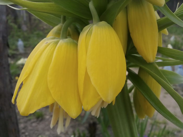 Fritillaria