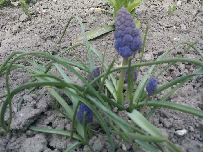 Muscari - 2015 Flori in  gradina