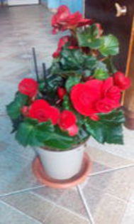 Begonia rosie - Begonii