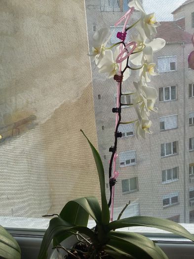 Phalaenopsis - mai 2015 - Orhidee