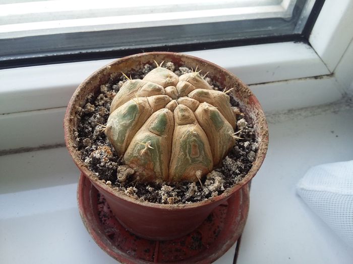 Gymnocalycium - aprilie 2015 - Cactus