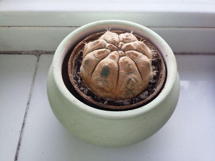 Gymnocalycium - aprilie 2015 - Cactus